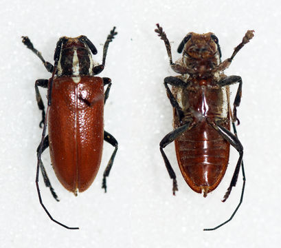 Image of <i>Chariesthes richteri</i> Quedenfeldt 1887