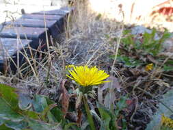 Image of Horned Dandelion