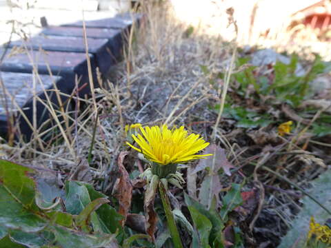 Imagem de Taraxacum ceratophorum (Ledeb.) DC.