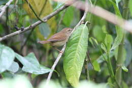 Image of Brown-flanked Bush Warbler