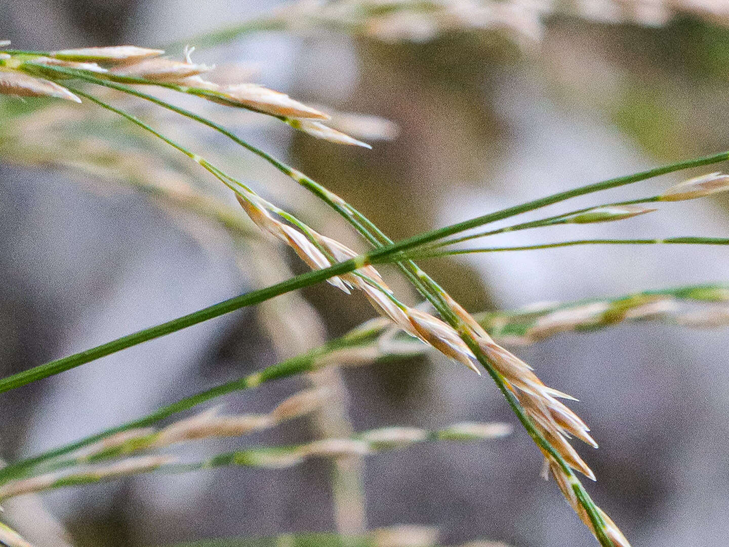 Image of Poa nemoralis subsp. nemoralis