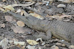 Image of Australian Freshwater Crocodile