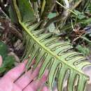 Sivun Cyathea horrida (L.) Sm. kuva