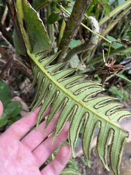 Image of Deepwoods Fern