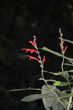 Imagem de Salvia cinnabarina M. Martens & Galeotti