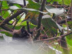 Image of Yellow-browed Camaroptera