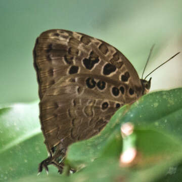 Image de Arhopala anthelus (Westwood (1852))