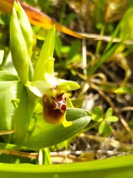 Plancia ëd Ophrys fuciflora subsp. biancae (Tod.) Faurh.