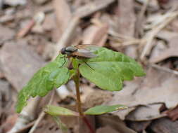 Слика од Eutrichota lipsia (Walker 1849)