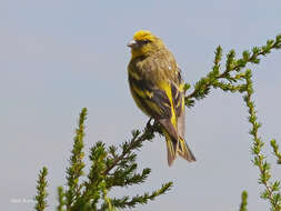 Image of Yellow-crowned Canary