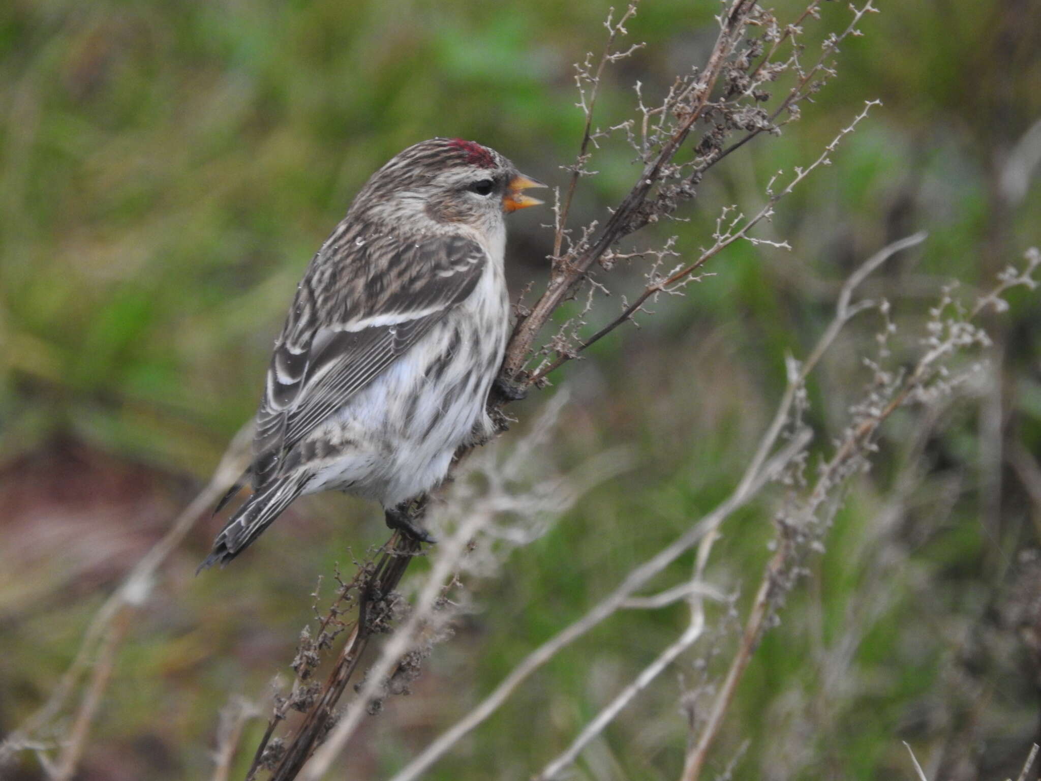 صورة Acanthis flammea flammea (Linnaeus 1758)