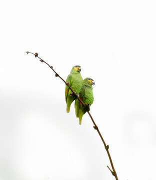 Image of <i>Amazona amazonica tobagensis</i>