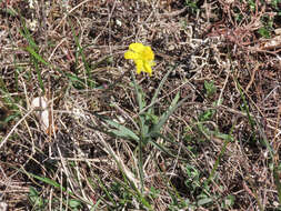 Image of Ranunculus gramineus L.