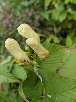 Image of Aconitum umbrosum (Korsh.) Kom.