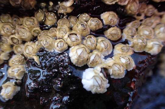 Image of Acorn barnacle