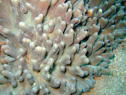 Image of Palm Lettuce Coral