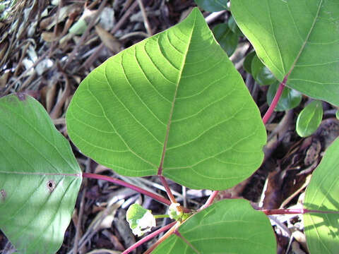 Sivun Homalanthus populifolius Graham kuva