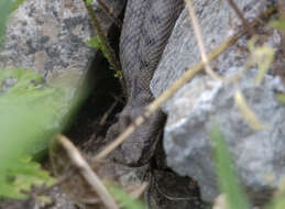 Vipera transcaucasiana Boulenger 1913 resmi