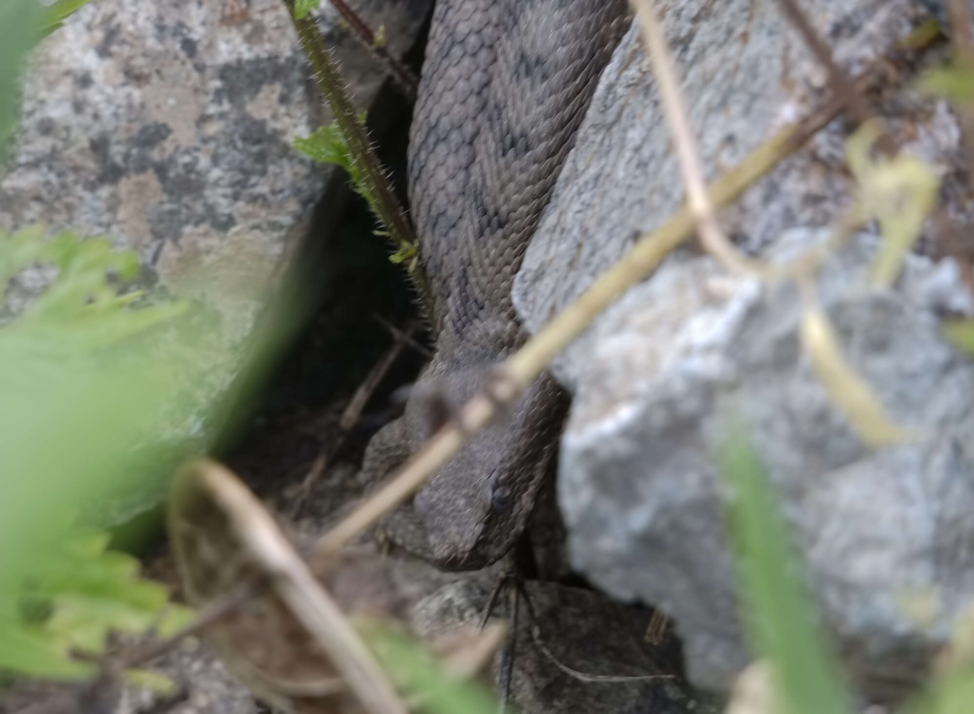 Vipera transcaucasiana Boulenger 1913 resmi