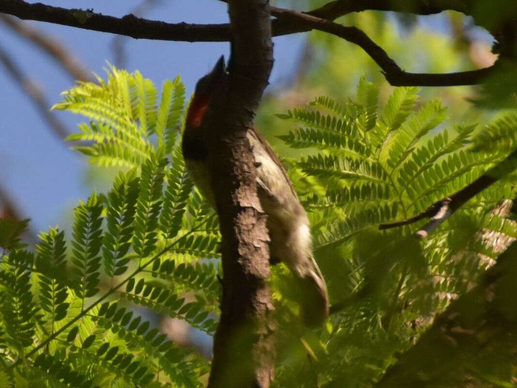 Image of Black-collared Barbet