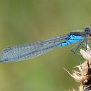 Image of Small Red-Eyed Damselfly