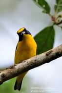 Image of Yellow-throated Euphonia