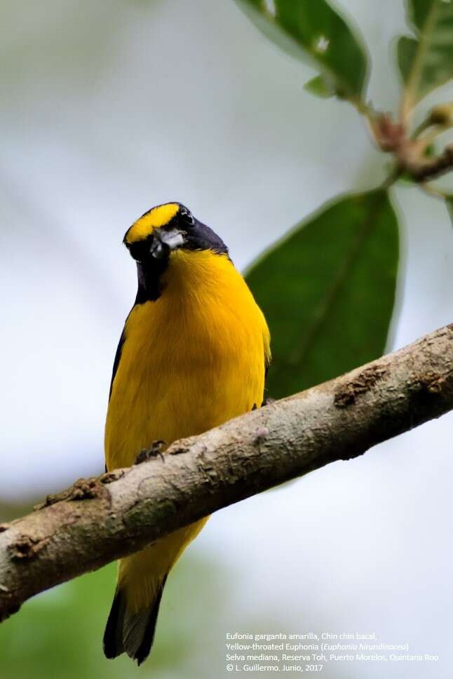 Image of Yellow-throated Euphonia