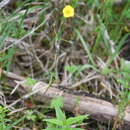 Image of Ranunculus propinquus subsp. glabriusculus (Rupr.) Kuvaev