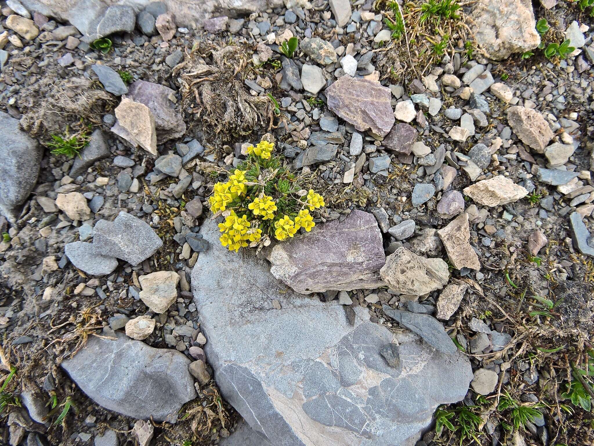 Sivun Draba hoppeana Rchb. kuva