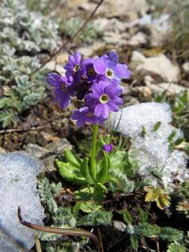 Image of Primula algida Adams