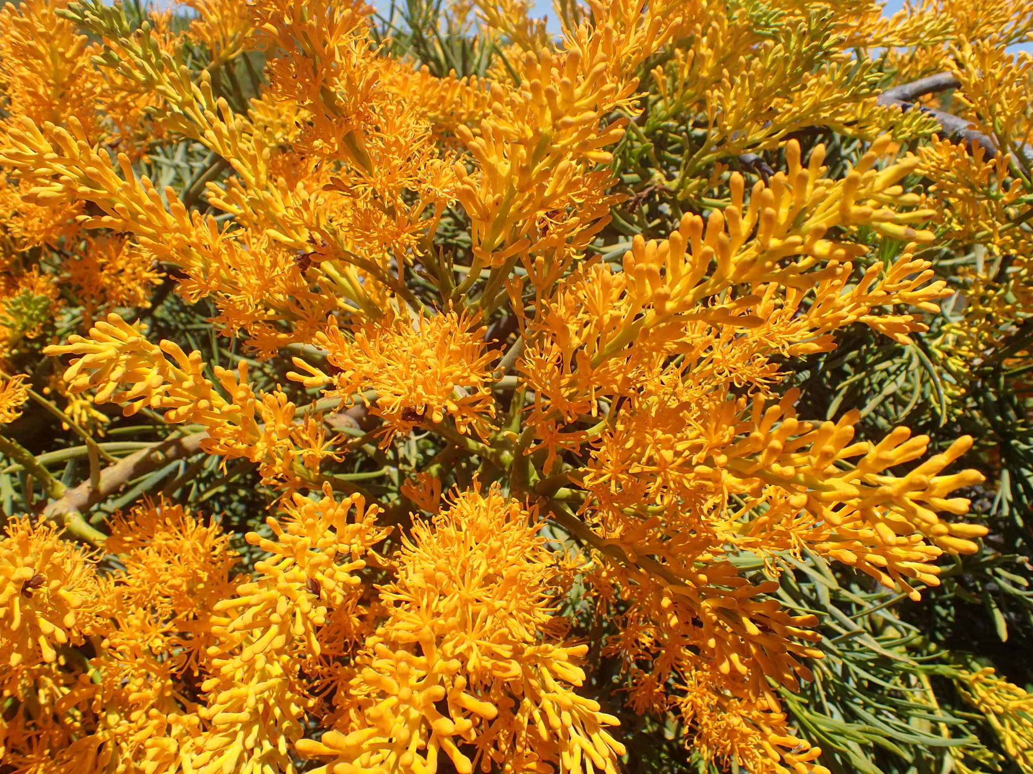 Image of Nuytsia floribunda (Labill.) R. Br.