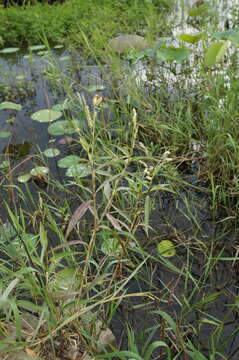 Imagem de Persicaria barbata (L.) H. Hara