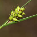 Image of Carex scabrifolia Steud.