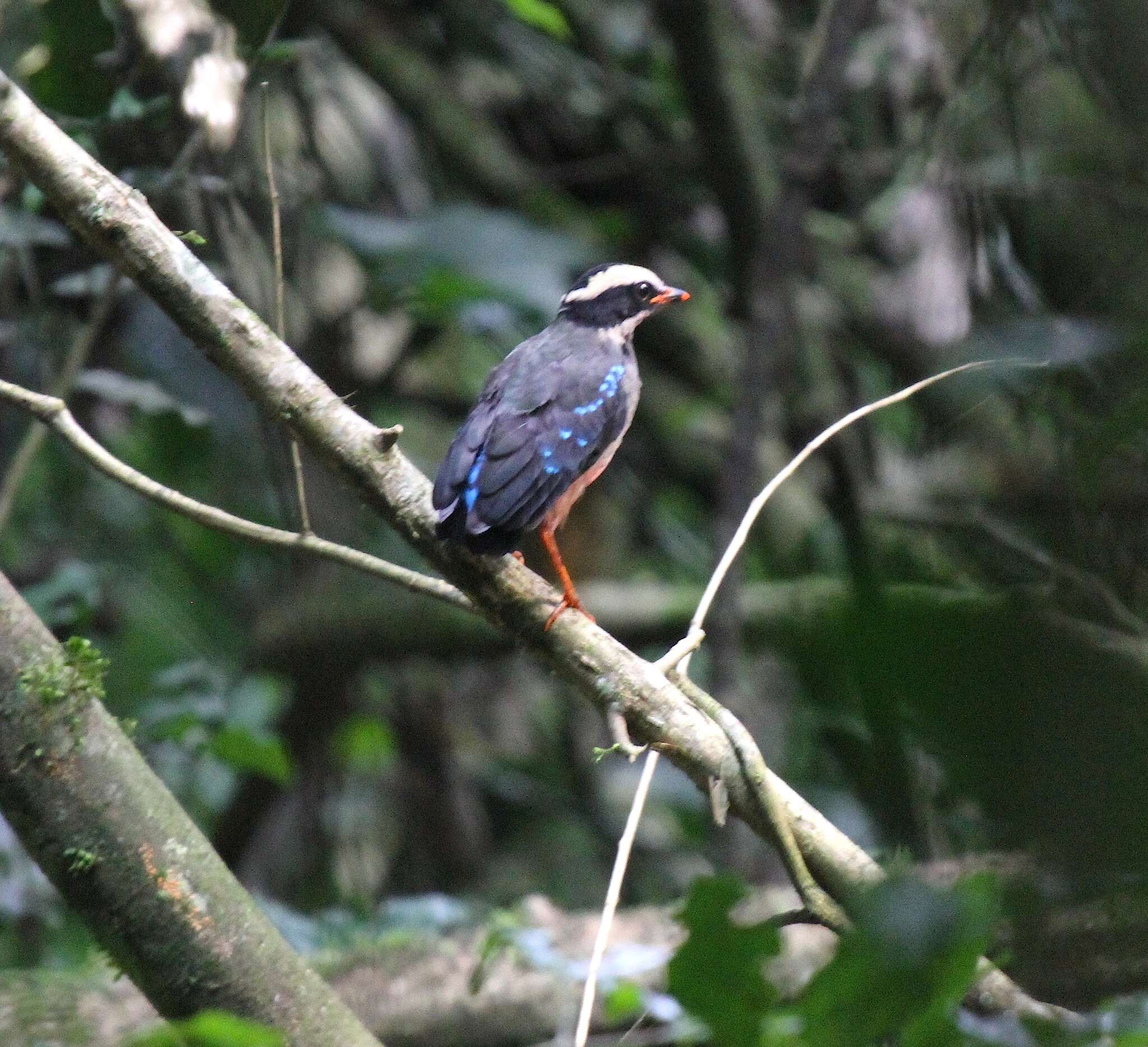 Image of Green-breasted Pitta