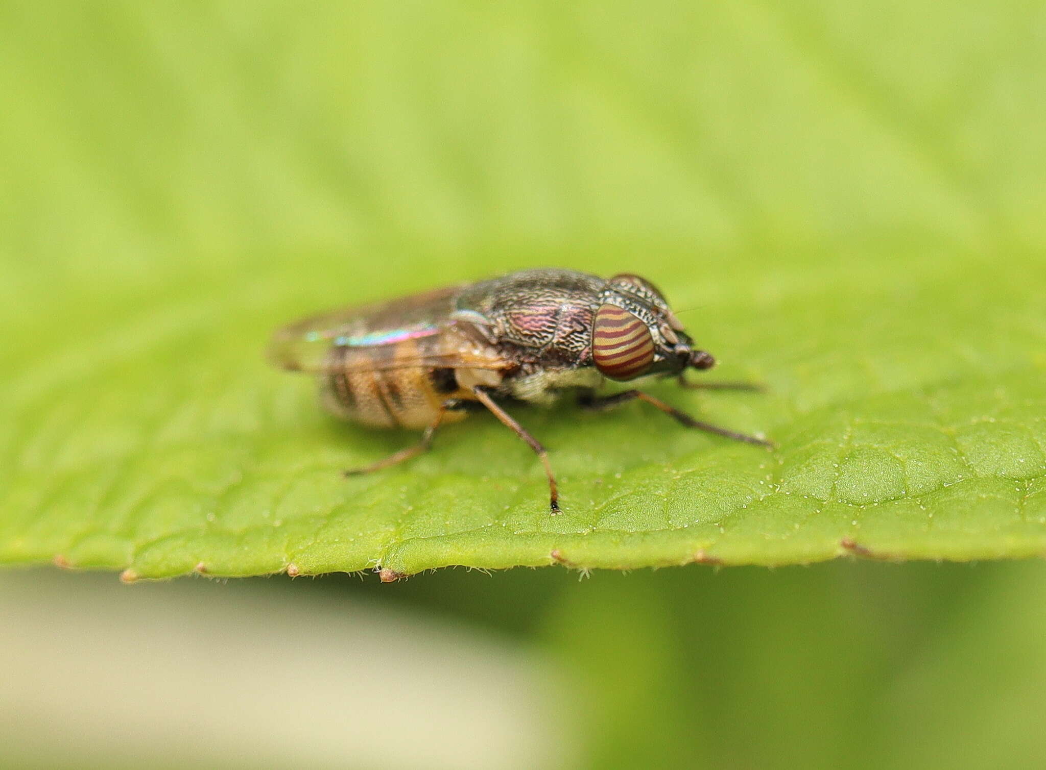 Stomorhina subapicalis (Macquart 1847)的圖片