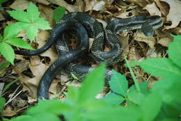 Image of Pantherophis spiloides (A. M. C. Duméril, Bibron & A. H. A. Duméril 1854)