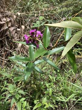 Image of Collaea speciosa (Loisel.) DC.