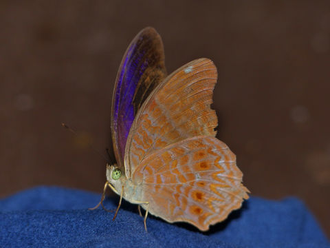 Image of <i>Terinos clarissa praestigiosa</i> Fruhstorfer 1915