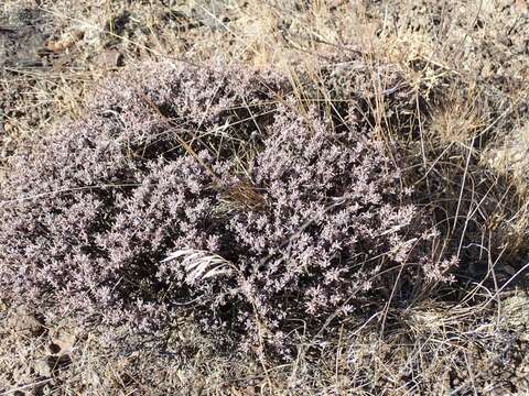 Imagem de Eriogonum niveum Dougl. ex Benth.