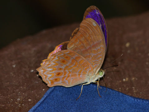 Image of <i>Terinos clarissa praestigiosa</i> Fruhstorfer 1915