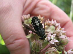 صورة Hybomitra sodalis (Williston 1887)