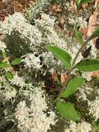 Sivun Teucrium capitatum subsp. capitatum kuva