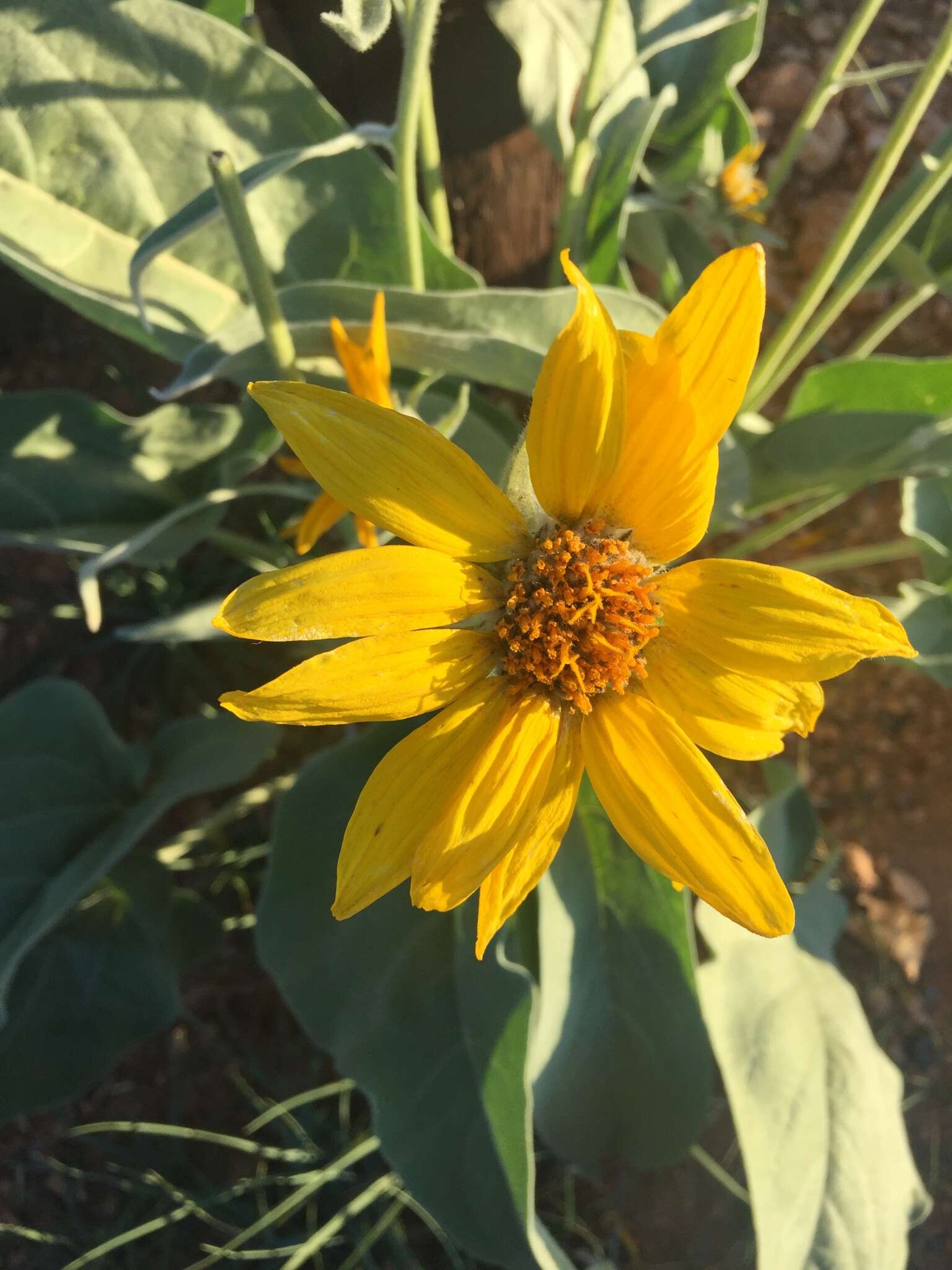 Image of arrowleaf balsamroot