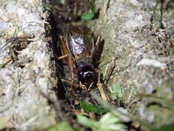 Image of Cricket