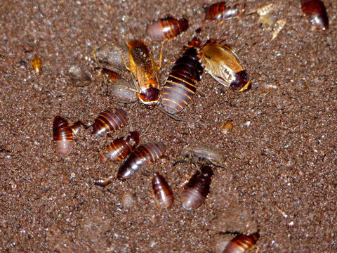 Image of Burrowing cockroach