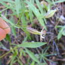 Image of naked catchfly