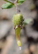 Image of Cerastium ramosissimum Boiss.