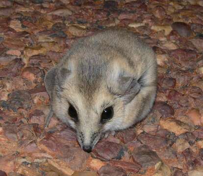 Image of Stripe-faced Dunnart