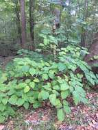 Imagem de Clerodendrum trichotomum Thunb.