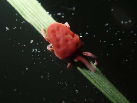 Image of Trombidium holosericeum (Linnaeus 1758)